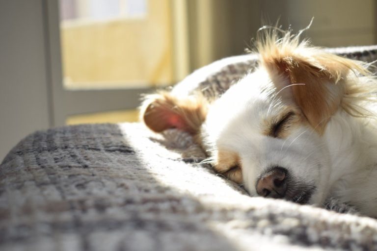 Finding the Right Dog Bed