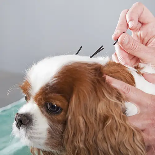 Acupuncture