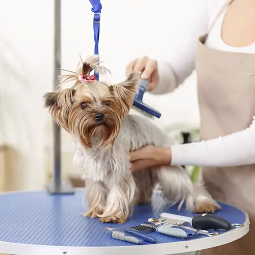 Grooming