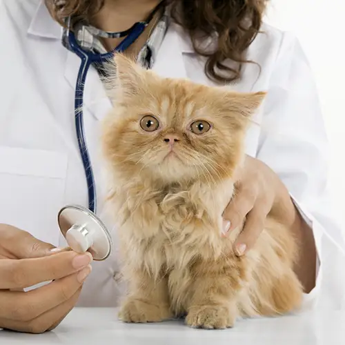 Cardiology